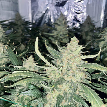 Семена конопли Blueberry Feminised Silver